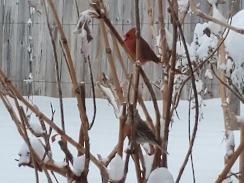 Looks like everything's going to be OK. Stephen Tody, who says he lives just off Highway 64 outside of Laurel Park, measured 8-9 inches and captured this cardinal.