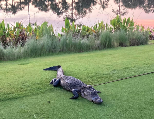 A Collier County man out for a Thursday morning walk was flown to a hospital after an alligator attacked him. The Collier County Sheriff's Office said deputies responded to the Forest Glen and Golf Course community after a nearly 7-foot alligator attacked the man. Deputies said the man was walking on Jungle Plum Drive shortly after 5 a.m. when an alligator came up and bit him in the leg.
