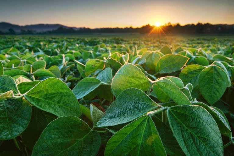 Bayer deja el negocio de semillas de soja en la Argentina