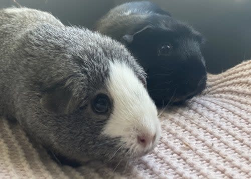 <p>Ami, a six-year-old black guinea pig, is given guidance by her grey sister, Yuki, because she is completely blind.</p> (PA)