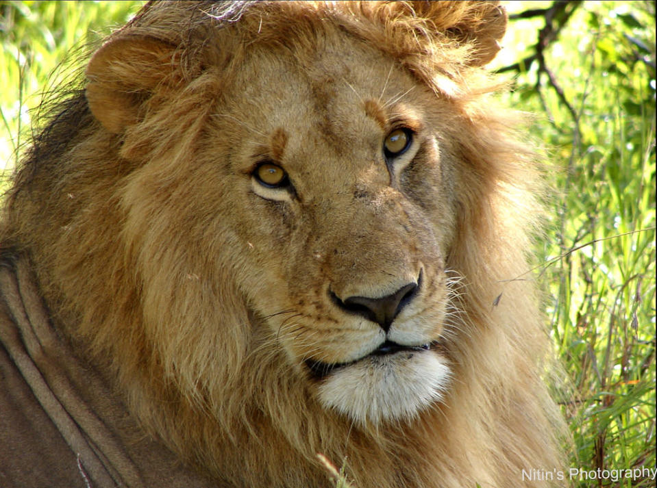 A lion at Masai Mara, Kenya, captured from a distance of about 7 meters with a compact camera. In the next 20 years, lions may disappear entirely from Masai Mara and Serengeti National Parks, which are under threat from land speculators and an indifferent government. <br><br>View more of <a href="http://www.flickr.com/photos/nitin29/" rel="nofollow noopener" target="_blank" data-ylk="slk:Nitin Vyas' photos;elm:context_link;itc:0;sec:content-canvas" class="link ">Nitin Vyas' photos</a> on Flickr