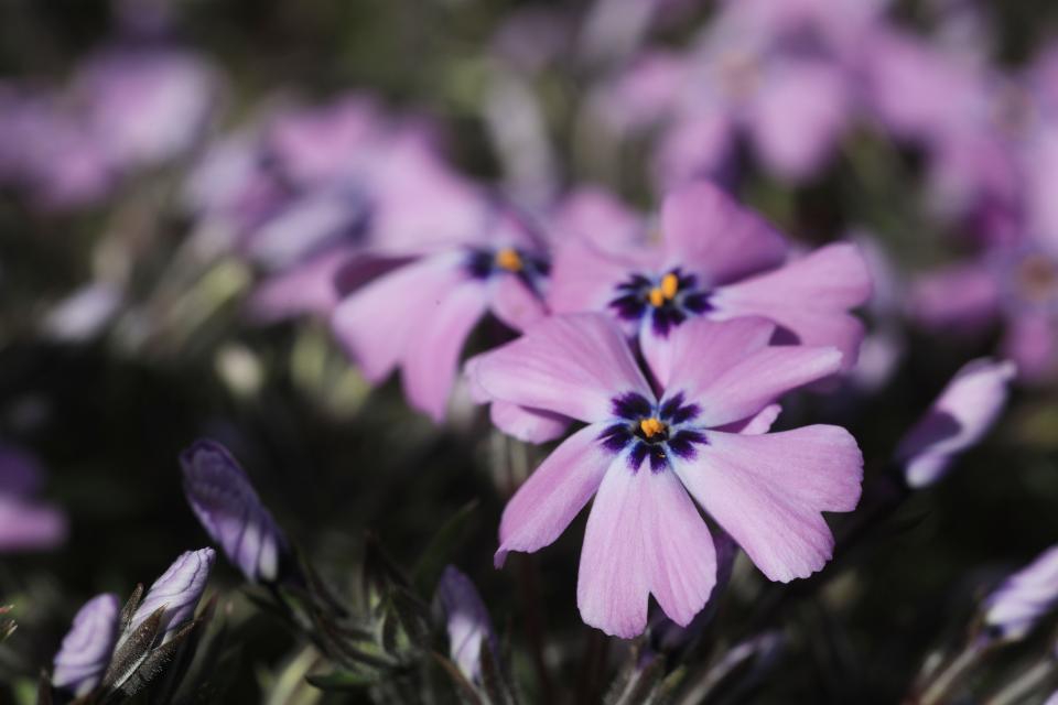 Flowers bloom from a creeping phlox plant on April 9, 2024.