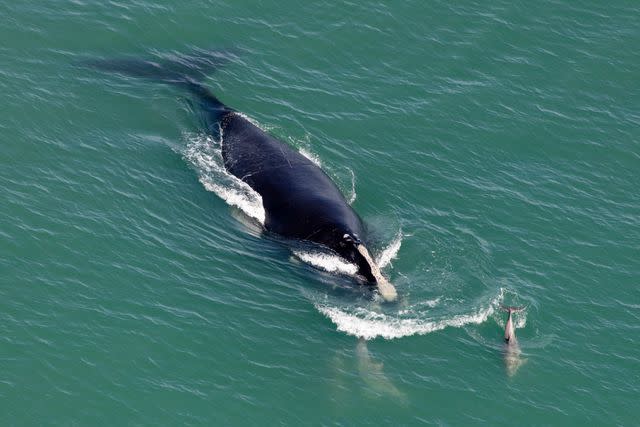 <p>Getty</p> A stock photo of a North Atlantic right whale