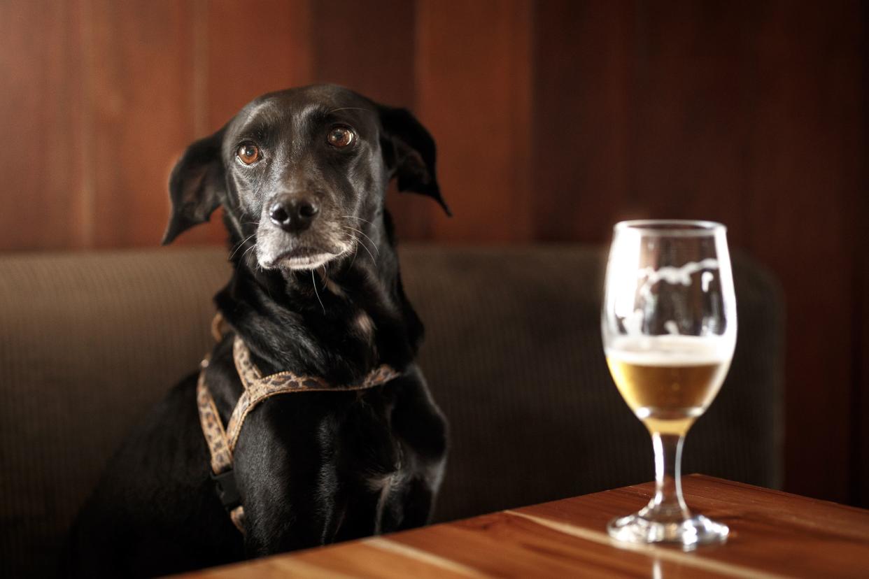 Dog in the bar.