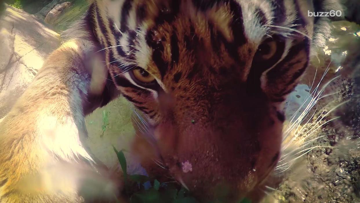 Google Sets Up Cameras for Animal Selfies at Los Angeles Zoo