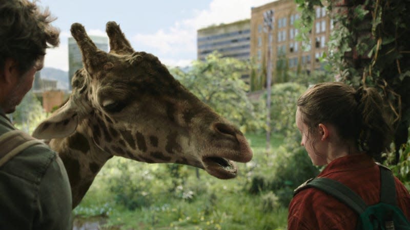 Ellie and Joel are seen feeding the giraffe.