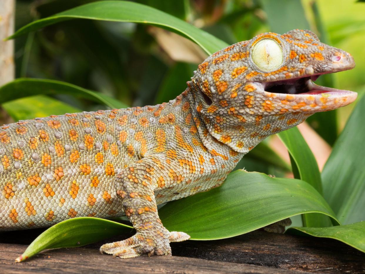 A tokay gecko, one of many reptile species popular as pets in the UK (Getty Images/iStockphoto)