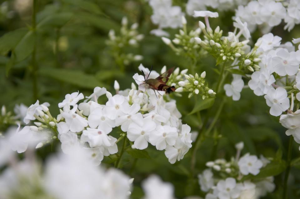 9) Phlox