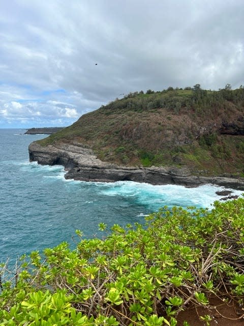 Seabirds dot the rocky cliffside near Kilauea Point National Wildlife Refuge.