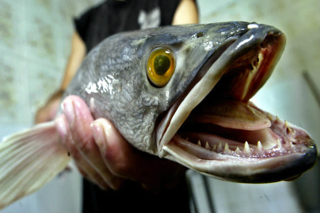 Invasive predator fish that can live outside water hunted in Central Park