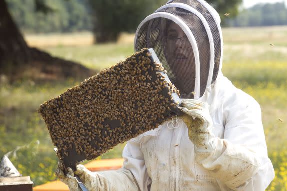 Another bee under threat: honey bees.