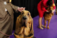 <p>Hendrix, a bloodhound breed, waits to enter the competition ring during Day One of competition at the Westminster Kennel Club 142nd Annual Dog Show in New York, Feb.12, 2018. (Photo: Shannon Stapleton/Reuters) </p>