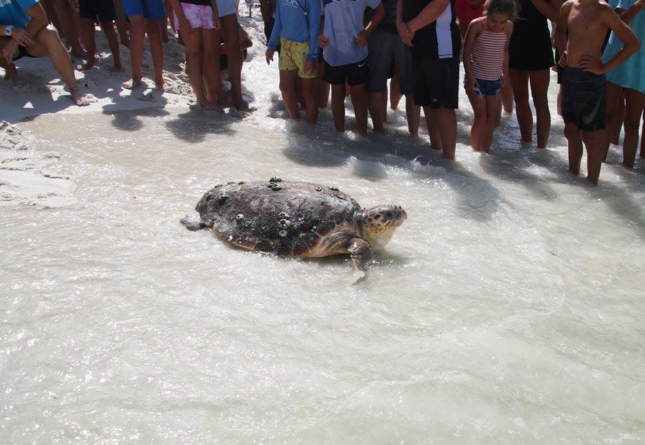 Brinkley enters the Gulf of Mexico after rehabilitation at the Gulfarium C.A.R.E. Center. Brinkley was released June 29 at Inlet Beach.