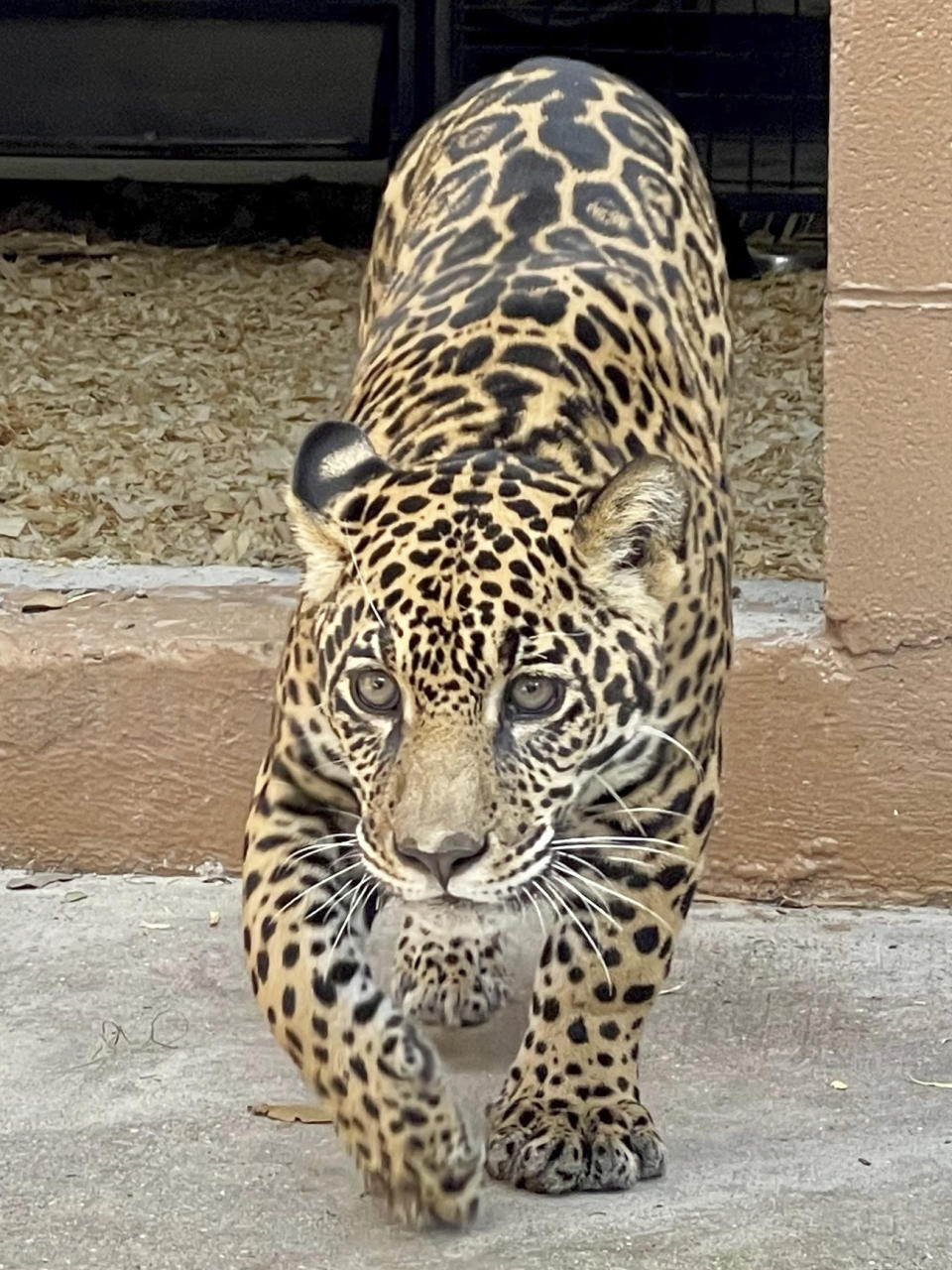 This image provided by the Audubon Zoo shows a seven-month-old female jaguar in New Orleans, Nov. 17, 2021. The New Orleans Audubon Zoo has taken in the jaguar that was rescued from wildlife trafficking. The jaguar was rescued by the U.S. Fish and Wildlife Service and the Association of Zoos and Aquariums contacted the zoo to care for it because it already has the experience and equipment to house jaguars. The zoo received the jaguar on Oct. 14. (Audubon Zoo via AP)