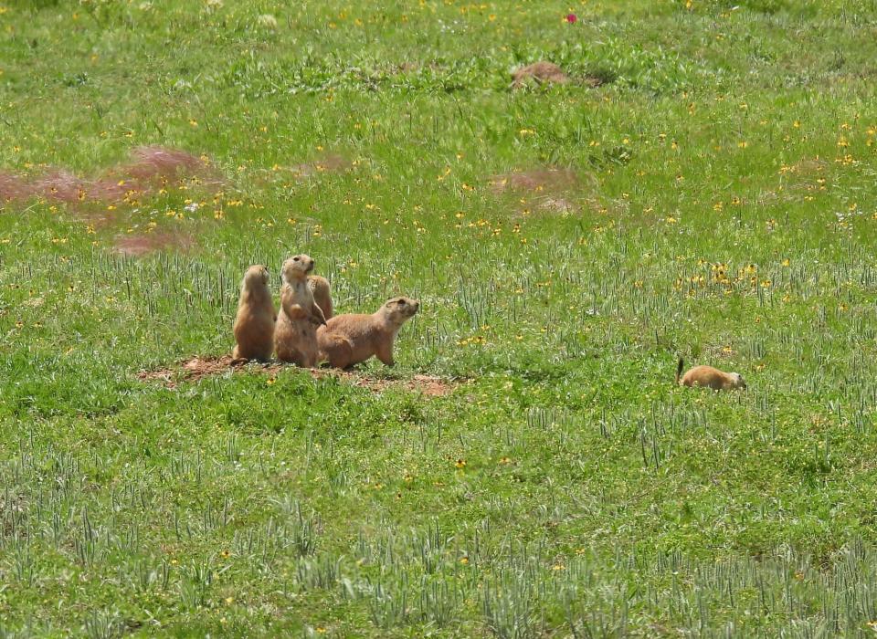 Black-tailed prairie dogs like these last year in the Wichita Mountains Wildlife Refuge in Oklahoma are social creatures.