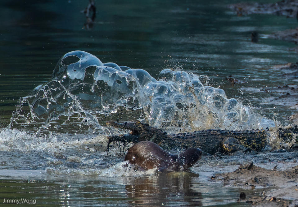 An interaction between an otter and a crocodile in Sungei Buloh Wetland Reserve Park, Singapore, in 2018. (Photo: Jimmy Wong)