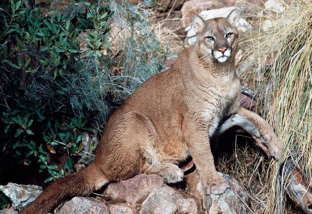 DeAgostini/Getty Stock image of a Cougar, Puma or Mountain Lion