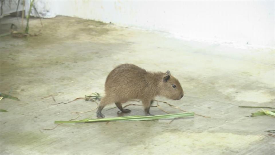 高雄壽山動物園喜迎水豚寶寶　2月開放網路投票廣邀民眾幫取名