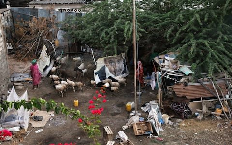 Sheep grazing next to a family's rudimentary home, next to a vacant lot used as a rubbish tip - Credit: Susan Schulman