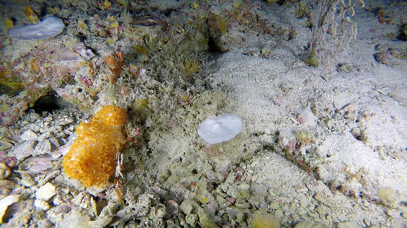 Die Studie zeigt: Auch Korallen in der Tiefe des Ozeans sind der Bleiche ausgesetzt.