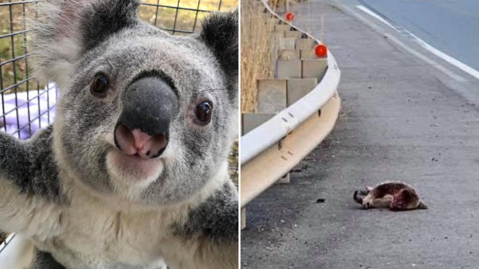 A rescued koala and an dead koala