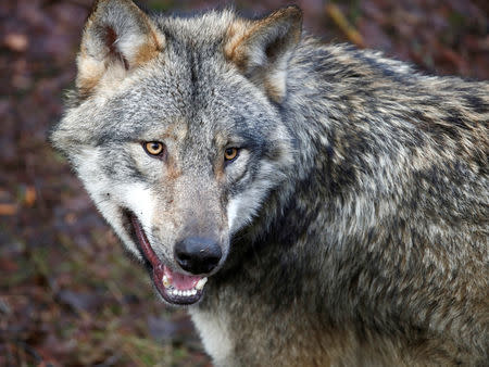 FILE PHOTO: A wolf is seen in the wildlife Park Schorfheide near Gross Schoenebeck, Germany, March 12, 2019. REUTERS/Axel Schmidt/File Photo