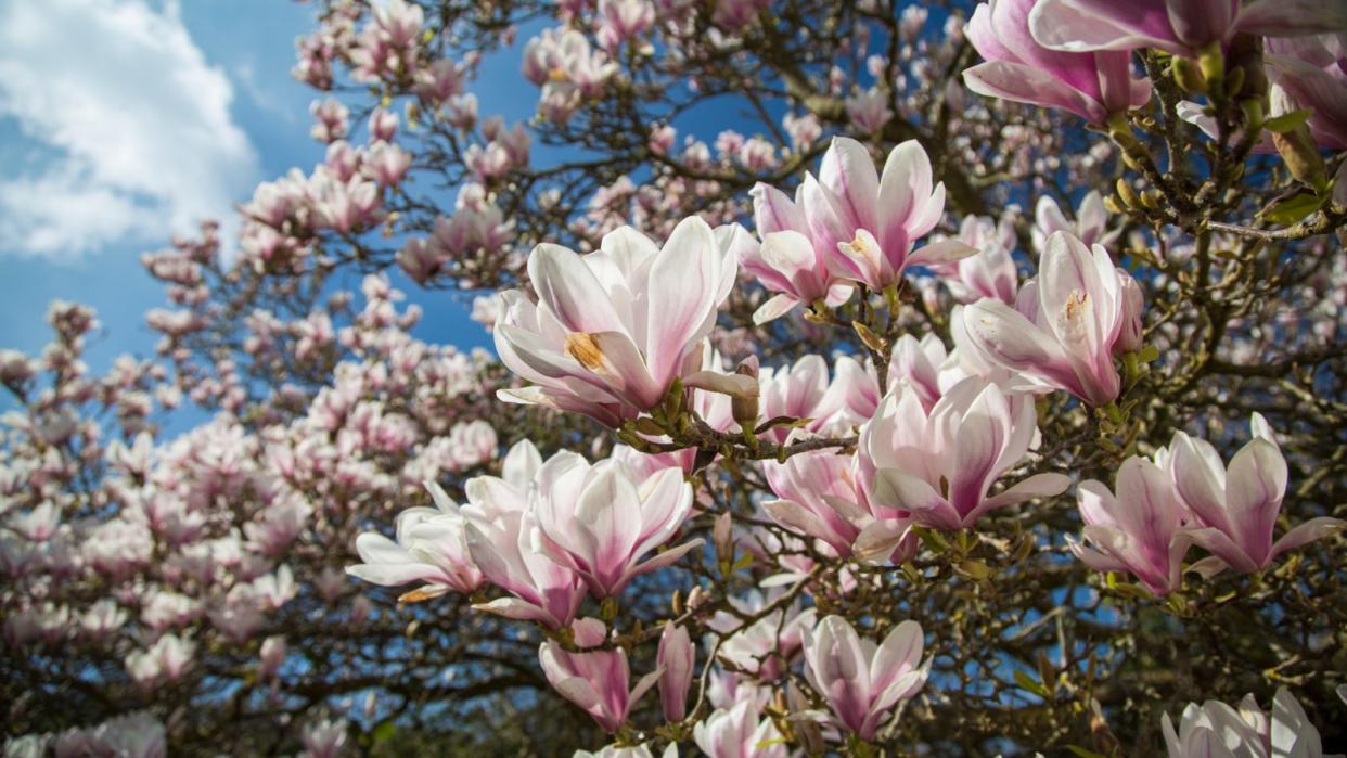  Magnolia tree 