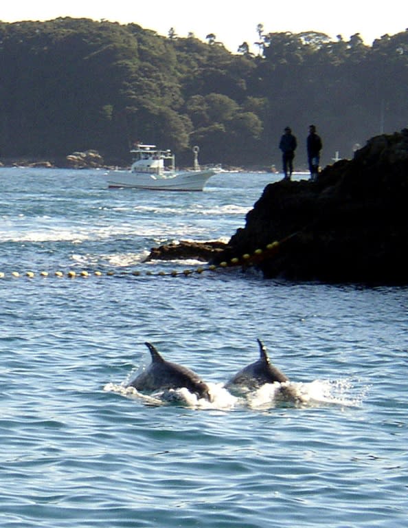 Two Risso's dolphins being herded by fishing boats near the village of Taiji, in Wakayama prefecture, western Japan