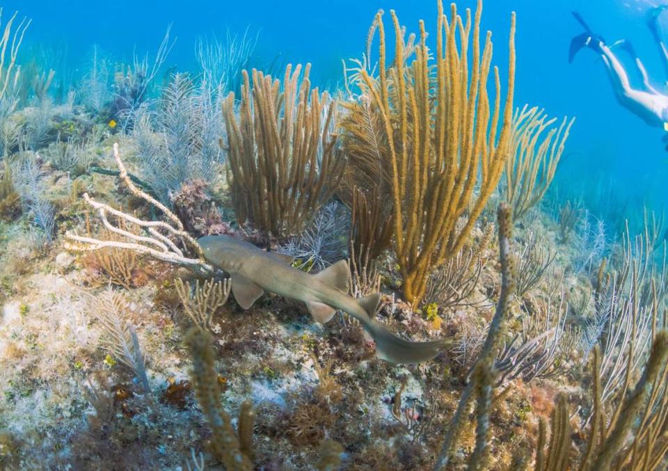A juvenile nurse shark swims through a reef off of South Beach on Wednesday, May 29, 2024.