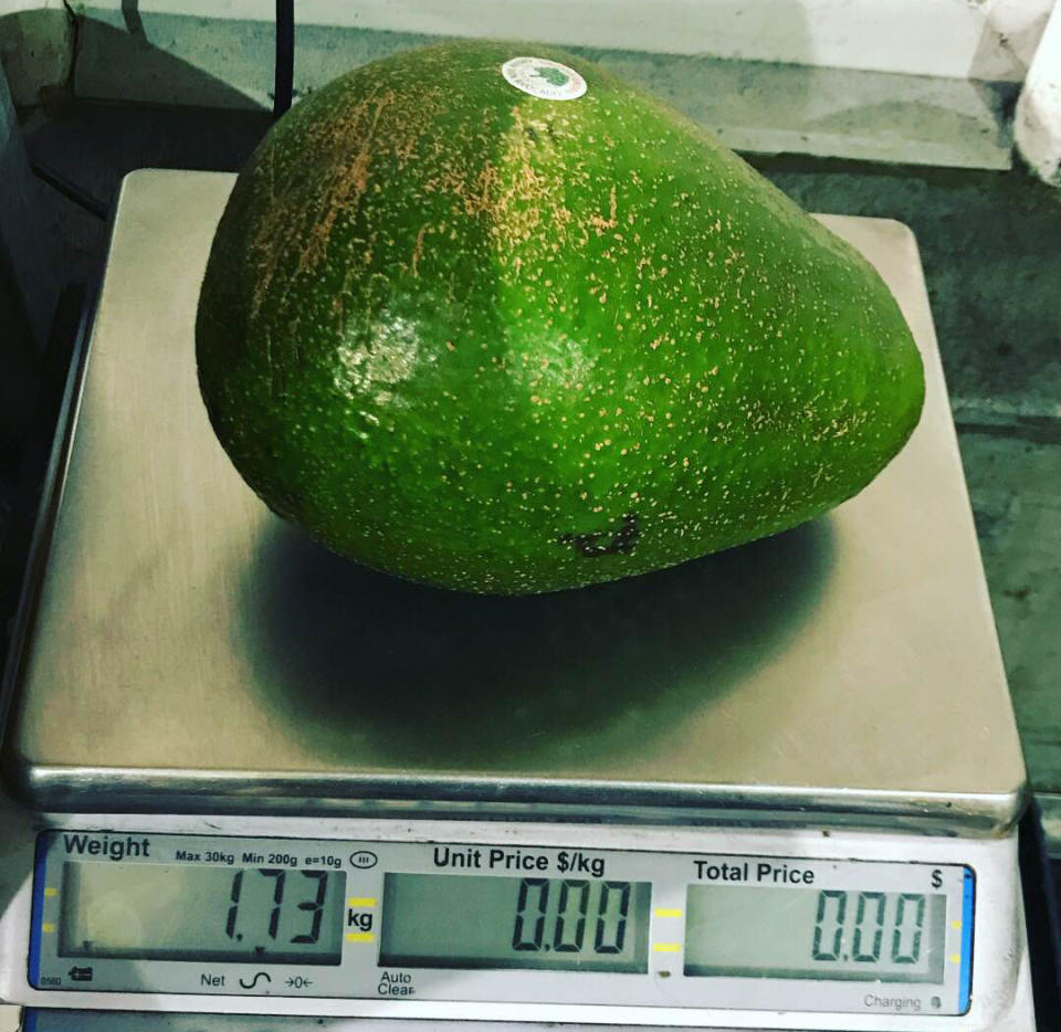 New mega sized ‘Avozilla’ avocados have hit Australian supermarkets, weighing more than 1 kilogram each. Source: Cameron Perna