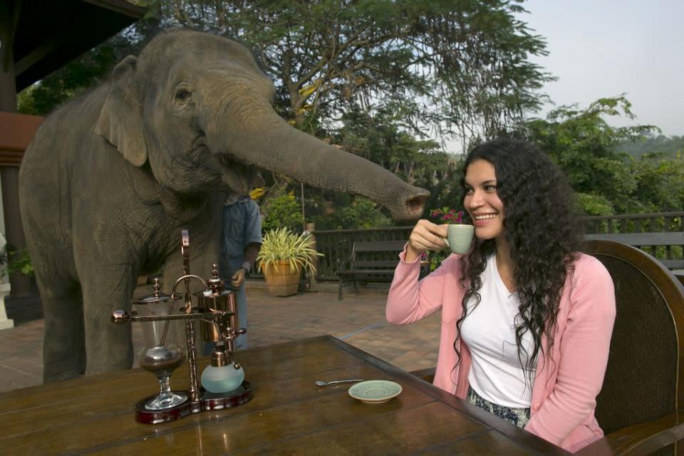 Miki Giles from Hong Kong tastes the Black Ivory Coffee at breakfast as Meena, a 6-year-old baby elephant, gets curious at the Anantara Golden Triangle resort in Golden Triangle, northern Thailand. Black Ivory Coffee, started by Canadian coffee expert Blake Dinkin, is made from Thai arabica hand-picked beans. Coffee beans are naturally refined by a Thai elephant. It takes about 15-30 hours for the elephant to digest the beans, and later they are plucked from their dung and washed and roasted. Approximately 10,000 beans are picked to produce 1 kg of roasted coffee. At USD 1,100 per kilogram or USD 500 per pound, the cost per serving of the elephant coffee equals USD 50, making the exotic new brew the world's priciest. It takes 33 kilograms of raw coffee cherries to produce 1 kilo of Black Ivory Coffee.