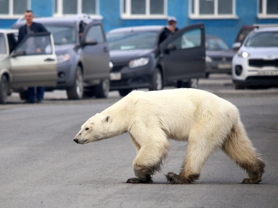 Polar Bear Russian town