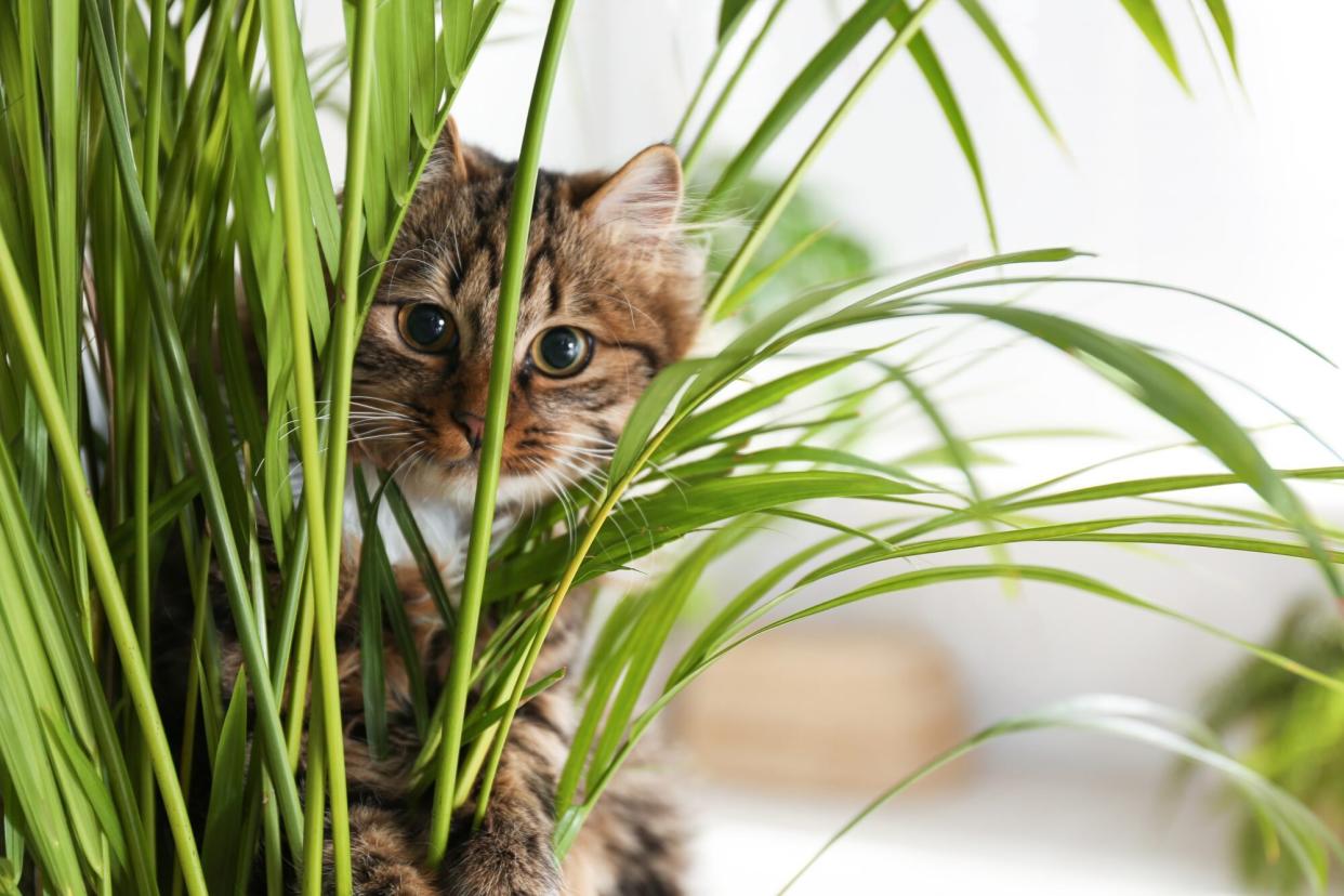 cat peaking out from cat palm plant