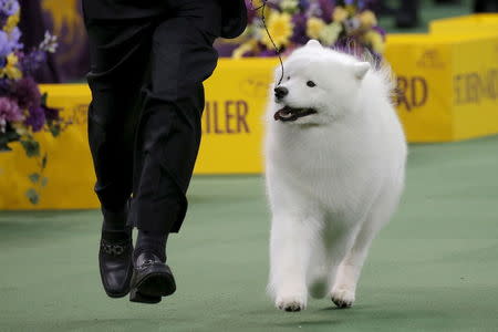 Bogie, a Samoyed and winner of the working group, runs with his handler during the Westminster Kennel Club Dog show at Madison Square Garden in New York February 16, 2016. REUTERS/Mike Segar