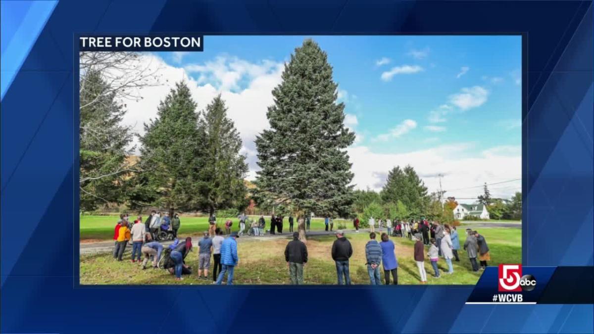 'Tree for Boston' unveiled in Nova Scotia