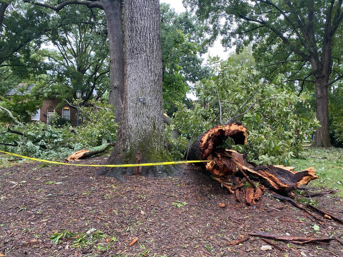 Trees were damaged across the Triangle during Hurricane Ian, including this tree on UNC’s campus. 