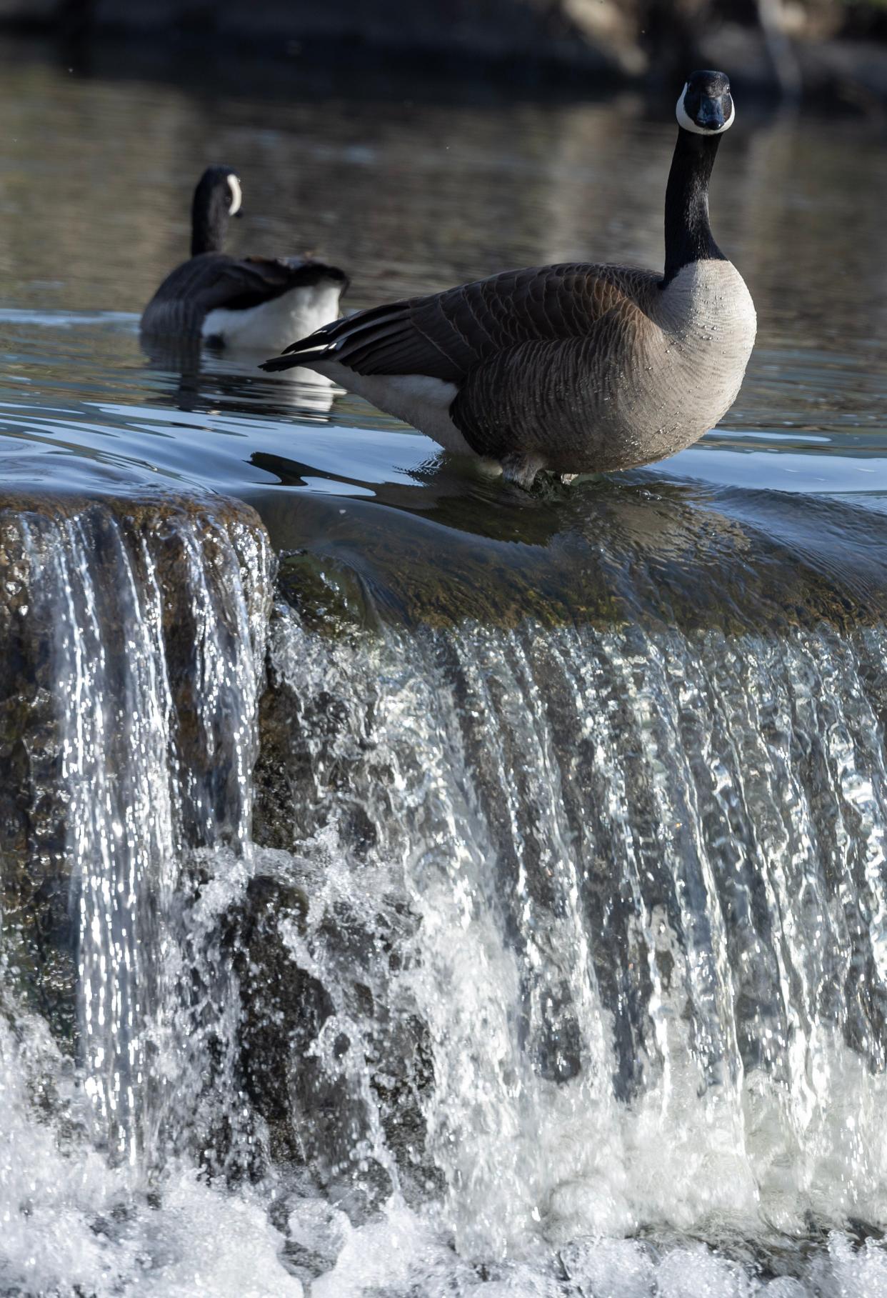 Canada geese sun themselves near a waterfall in Stadium Park in Canton.