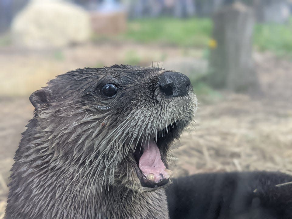 The 18-year-old otter known as Otter has been at the Blue Hills Trailside Museum for most of her life.