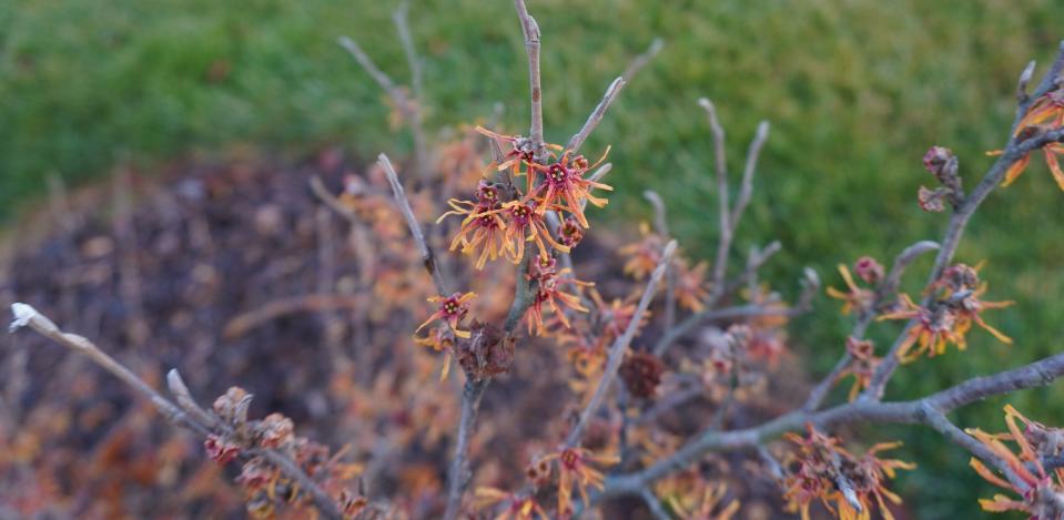 The witch hazel “Beholden,” a hybrid between two cultivars, blooms at Secrest Arboretum.