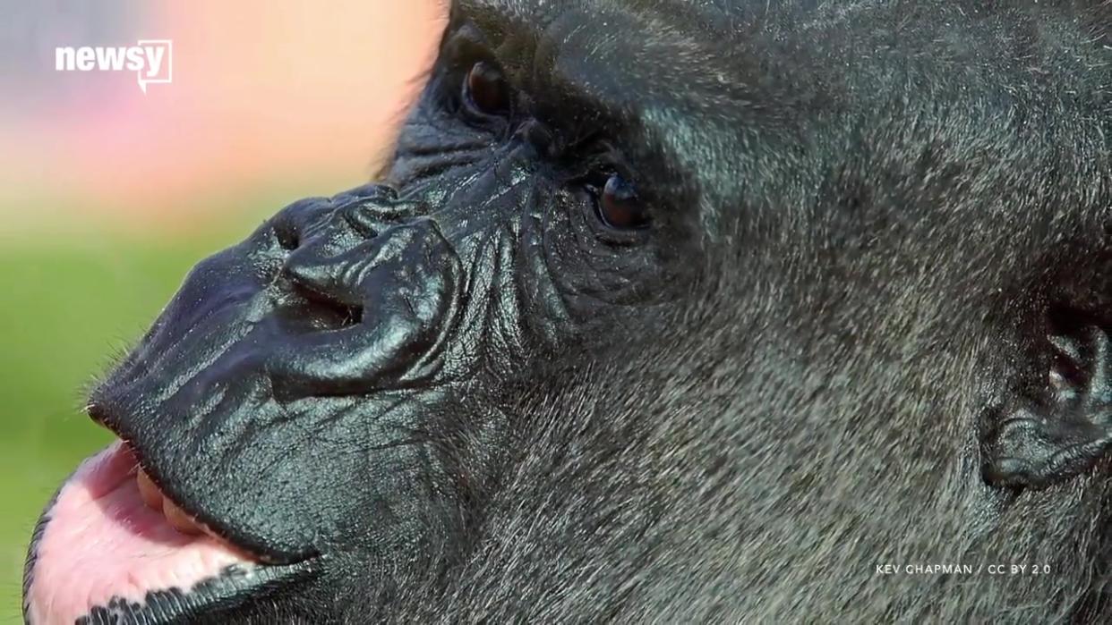 Gorillas Sometimes Hum When They Eat, and Researchers Want to Know Why