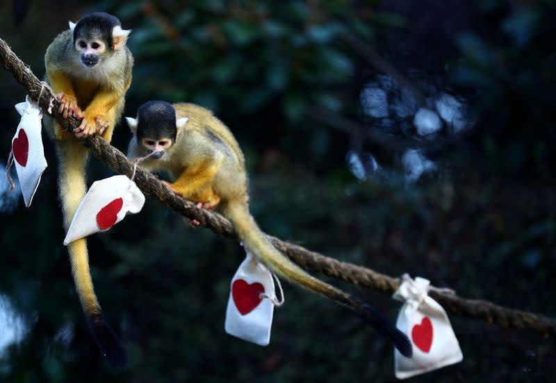 Black capped squirrel monkeys are fed treats from Valentines Day themed bags during a photo-call at ZSL London Zoo in London