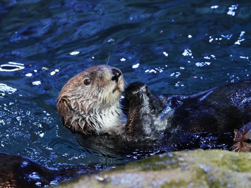 A sea otter plays inside the sea otter habitat at the Aquarium of the Pacific in Long Beach.