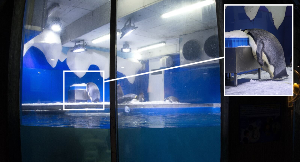 Background shows the penguin enclosure at the Nanjing Andover Underwater World. Inset shows the penguin with its head in ice.