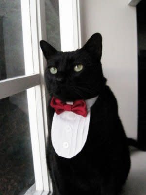 Cat tuxedo by Etsy seller SnoopCattyCatt. Photo courtesy of Etsy.com