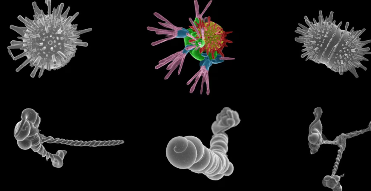 Biomorfos sintetizados en laboratorio. Simulan distintas morfologías de los seres vivos, como hojas, proteínas, células en división, hongos, etc. Juan Manuel García Ruiz