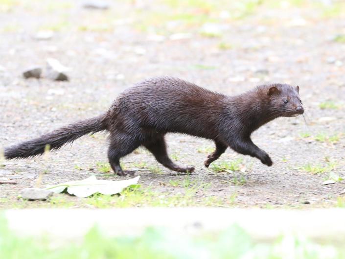 Wisconsin has the largest mink fur farming industry in the United StatesProfessor Tim Blackburn / UCL