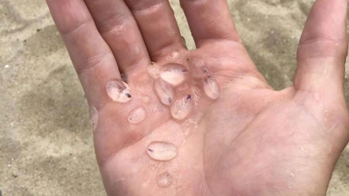 What is this Jelly-like Blob Under My Dock?