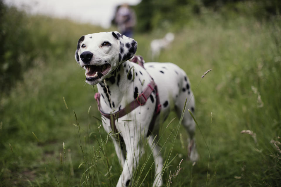 dalmatian walking outside