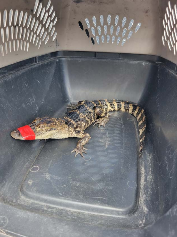 A woman allegedly "borrowed" an alligator for her birthday photoshoot and kept it inside a hotel bathtub, according to the Florida Fish and Wildlife Conservation Commission.