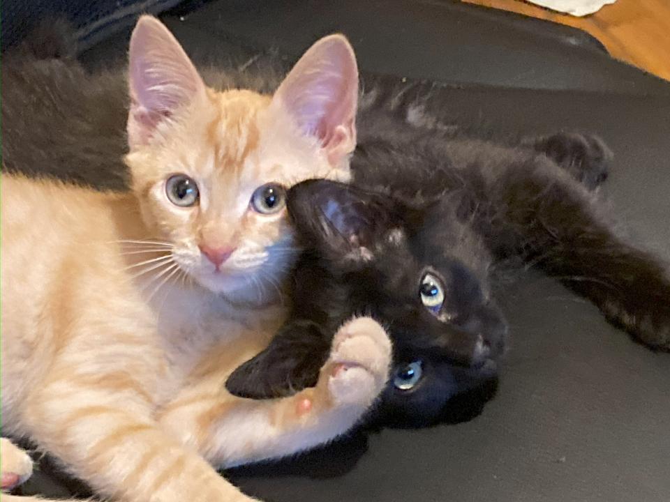 Here’s a Detroit rock 'n' roll cat named Cooper, right, with his brother Stevie.